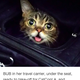 Image for article titled The First-Ever Cat Convention Pretty Much Broke the Internets